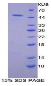 SDS-PAGE (IFNB1-243H).jpg